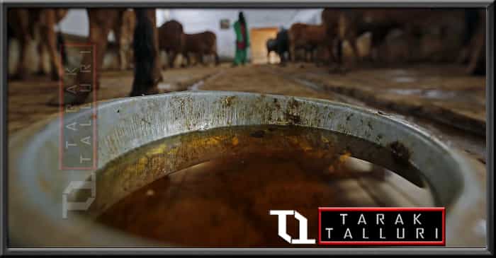 Cow urine was patented