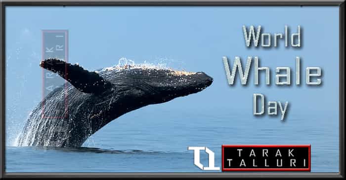 World Whale Day