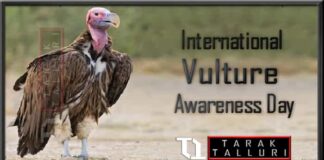 International Vulture Awareness Day