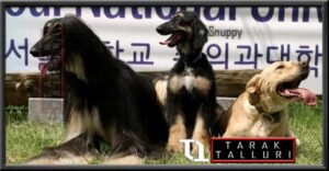 Snuppy world's first cloned dog