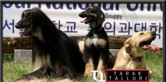 Snuppy world's first cloned dog