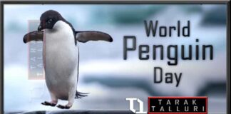 World Penguin Day