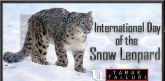 International Day of the Snow Leopard