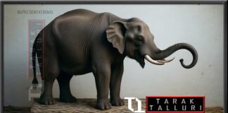 Crowninshield Elephant old bet oldbet representational elephant